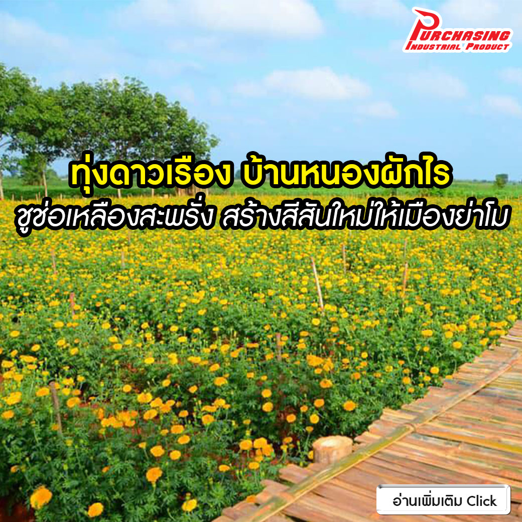 ทุ่งดาวเรือง บ้านหนองผักไร ชูช่อเหลืองสะพรั่ง สร้างสีสันใหม่ให้เมืองย่าโม ทุ่งดาวเรือง บ้านหนองผักไร ชูช่อเหลืองสะพรั่ง สร้างสีสันใหม่ให้เมืองย่าโม