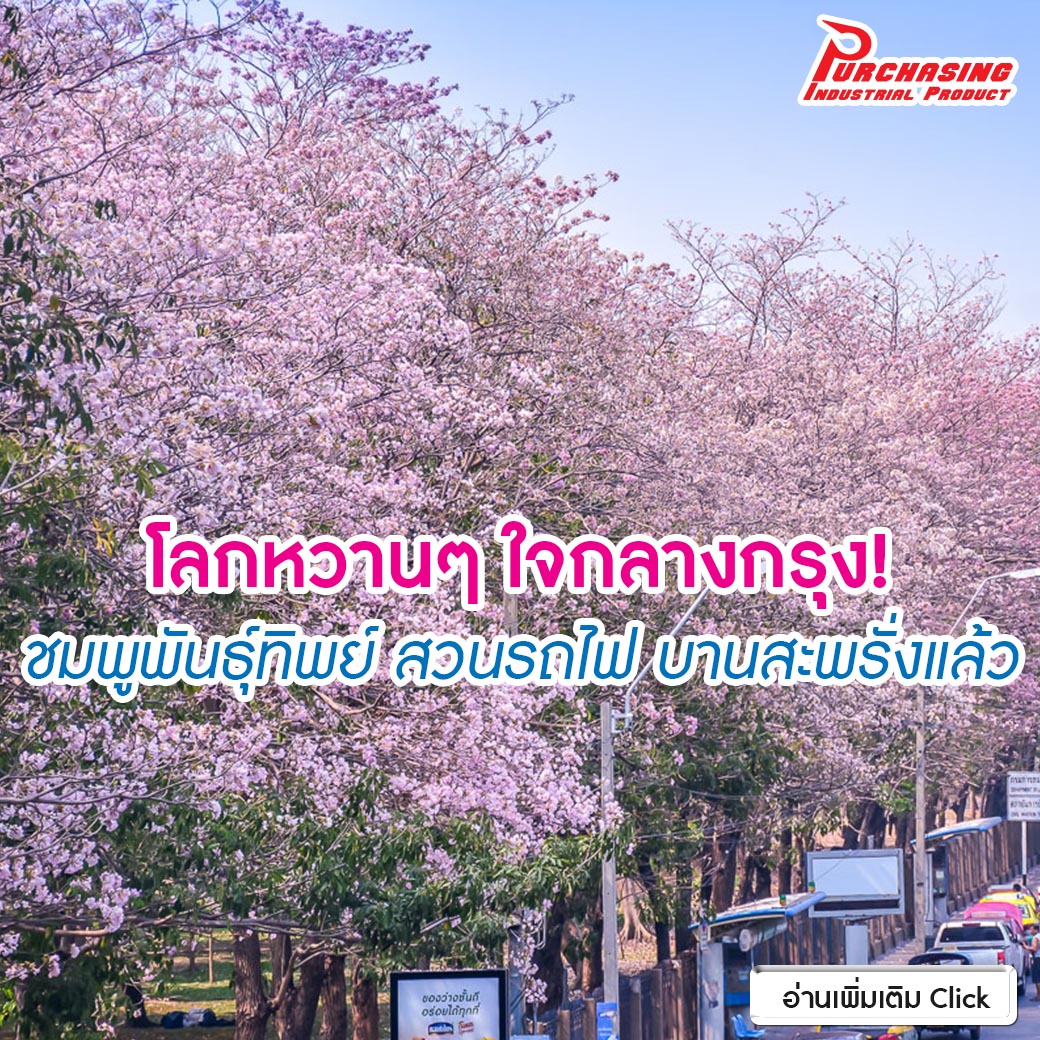 โลกหวานๆ ใจกลางกรุง! ชมพูพันธุ์ทิพย์ สวนรถไฟ บานสะพรั่งแล้ว โลกหวานๆ ใจกลางกรุง! ชมพูพันธุ์ทิพย์ สวนรถไฟ บานสะพรั่งแล้ว