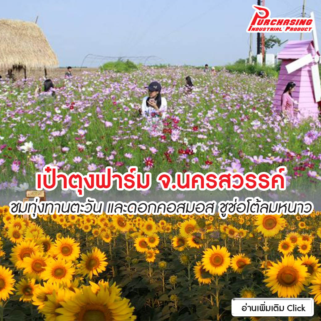 เป๋าตุงฟาร์ม จ.นครสวรรค์ ชมทุ่งทานตะวัน และดอกคอสมอส ชูช่อโต้ลมหนาว เป๋าตุงฟาร์ม จ.นครสวรรค์ ชมทุ่งทานตะวัน และดอกคอสมอส ชูช่อโต้ลมหนาว