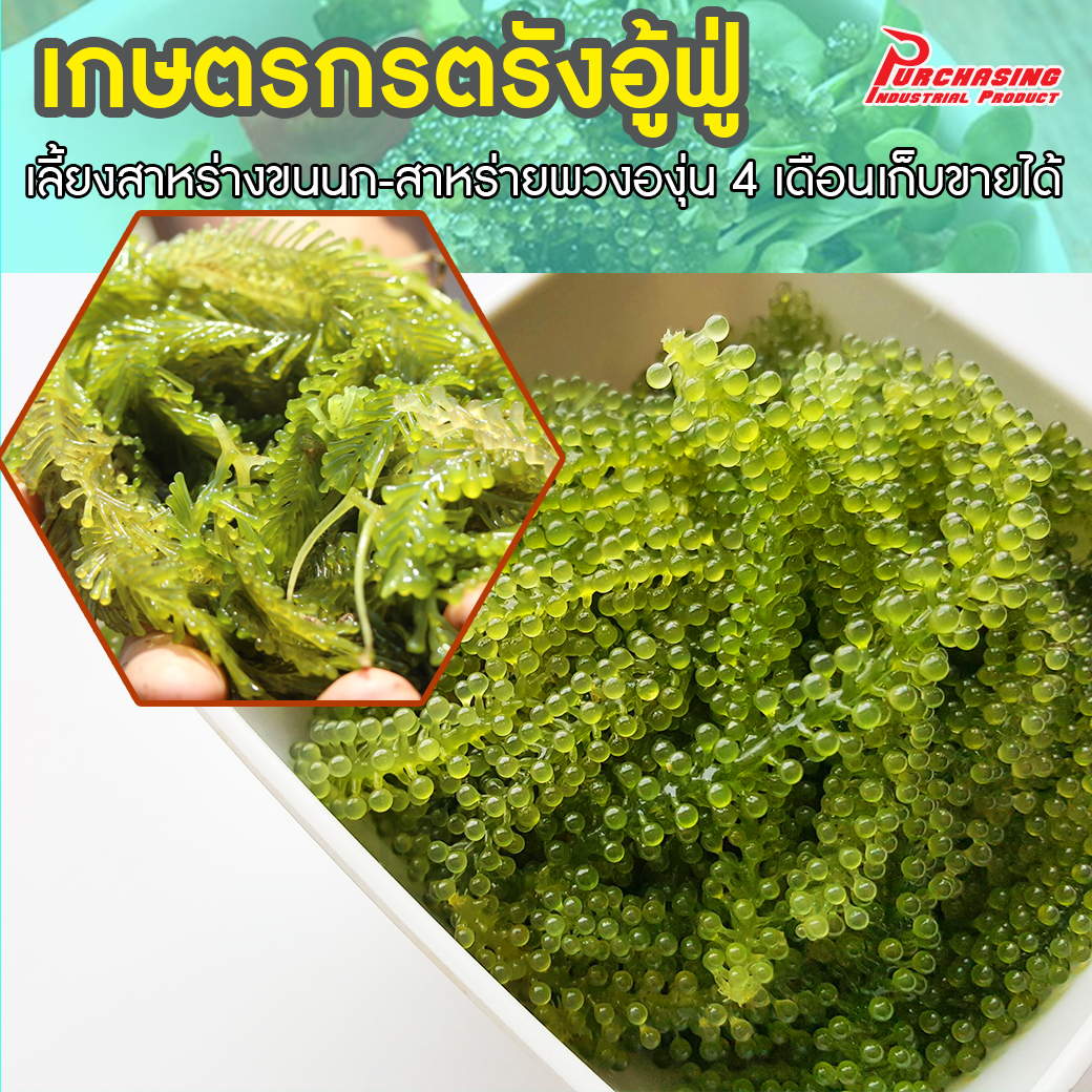 เกษตรกรตรังอู้ฟู่ เลี้ยงสาหร่ายขนนก-สาหร่ายพวงองุ่น 4 เดือนเก็บขายได้ เกษตรกรตรังอู้ฟู่ เลี้ยงสาหร่ายขนนก-สาหร่ายพวงองุ่น 4 เดือนเก็บขายได้